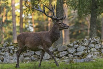 Kronhjort en kronhjort i profil, i bakgrunden syns en stenmur och barrskog.