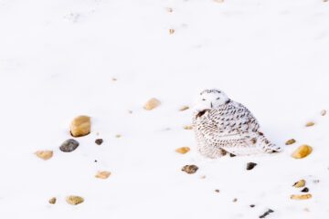 Fjälluggla sitter i snötäckt landskap, med stenar spridda runtomkring sig. Ugglan verkar blunda.