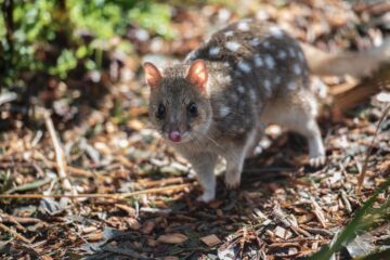 östlig pungmård eller quoll