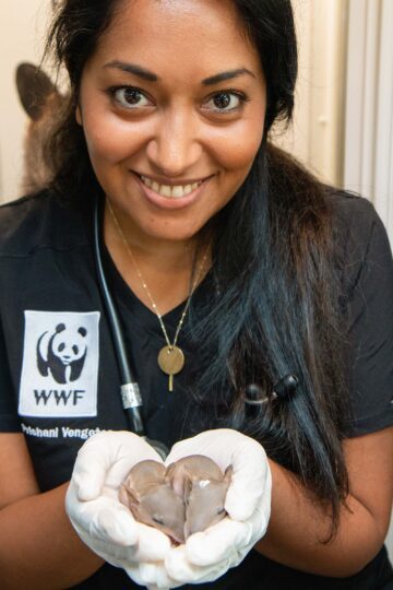 Foto av Prishani Vengetas, som håller två små oidentifierade djurungar i kupade händer.