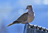 Eurasian collared dove Turkduva som sitter på kanten av en stol.