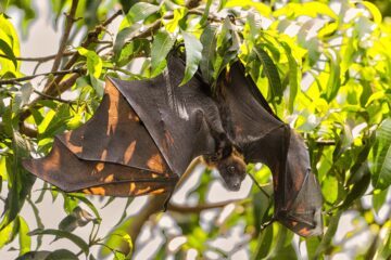 En indisk flyghund, en sorts fruktätande fladdermus, som hänger upp och ner i ett träd.