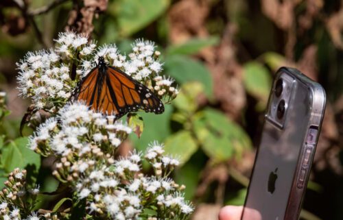 en brun fjäril i blomster och en mobiltelefon som tar en bild