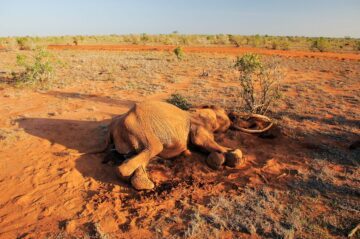 En död elefant i Kenya
