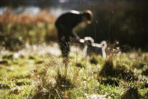 En vild gräsmatta i förgrunden. En människa och en hund i bakgrunden.