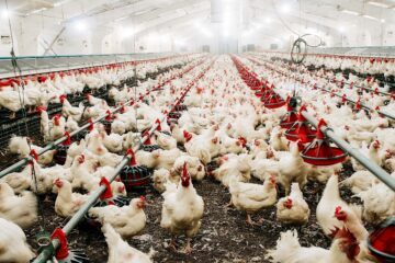 Massuppfödning av kycklingar / hönor inomhus.