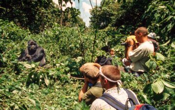 Människor står samlade och fotograferar en bergsgorilla.