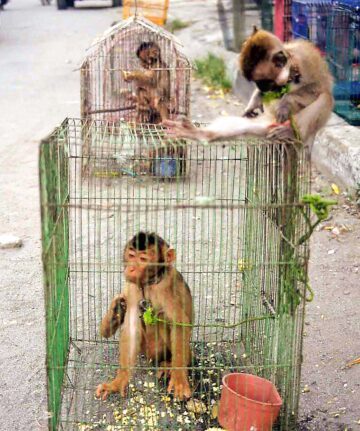 Makaker i burar, bundna med gröna rep om halsen.