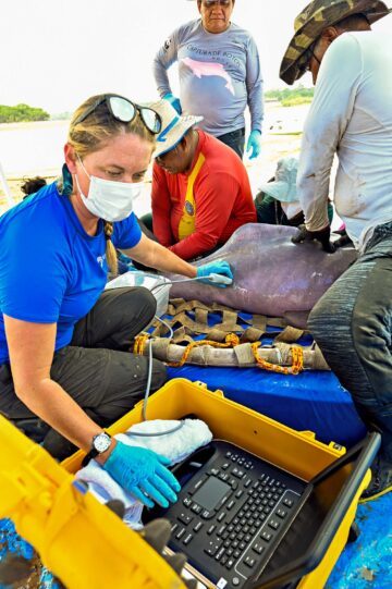 En forskare syns med ansiktsmask i förgrunden, och gör ultraljud på en delfin samtidigt som hon tittar på en skärm. Det finns flera som står omkring henne och delfinen.