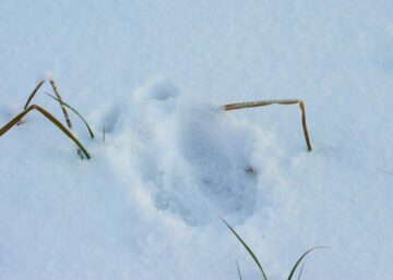 Moose tracks (Alces alces) in the snow. Älgspår i snön