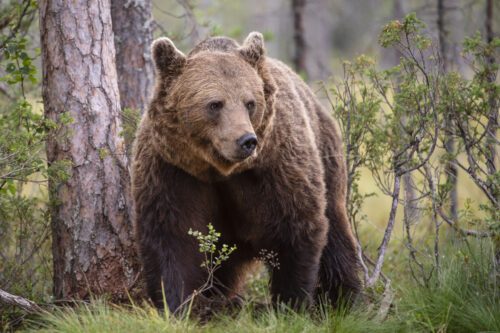 Brunbjörn i skogen i Finland.
