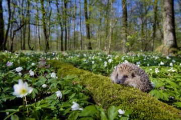 Det finns många faror för igelkotten under våren. Valborg är en av dem. Foto: naturepl.com / Klein & Hubert / WWF