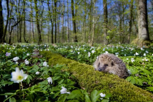 Det finns många faror för igelkotten under våren. Valborg är en av dem. Foto: naturepl.com / Klein & Hubert / WWF