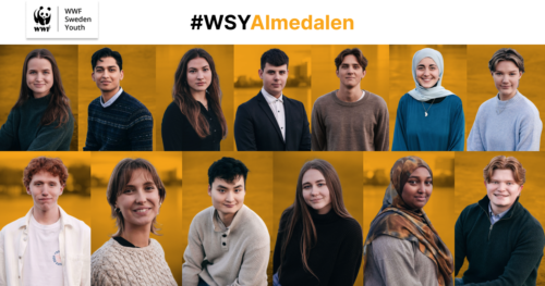Överst finns WWF pandalogotyp med texten WWF Sweden Youth, och texten #WSYAlmedalen. Under texterna finns 13 porträttbilder med gula bakgrunder av 13 olika ungdomar som är med i Almedalen som WSY experter.