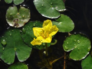 Närbild på växten sjögull. Växten har en gul blomma och mörkgröna bland. Den växer i vatten.