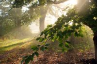 European beech