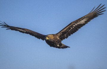 kungsörn flyger under klarblå himmel, vingarna utsträckta.
