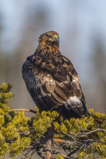 Kungsörn sitter på en gren, blicken mot kameran.