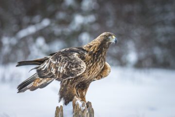 kungsörn sitter på en stubbe , snö i bakgrunden
