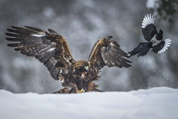 kungsörn som landat på marken, vingarna uppfällda och en annan liten fågel som flyger iväg.