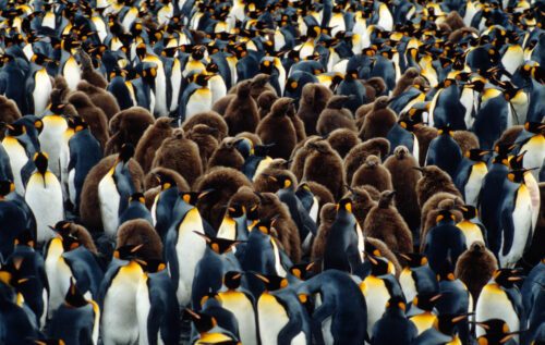 en stor flock kungspingviner