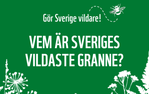 Vem är Sveriges vildaste granne?