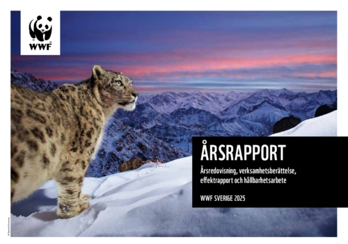 WWF årsrapport 2025 omslagsbild föreställande en snöleopard. I horisonten syns snöklädda berg och en solnedgång.
