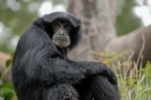 Siamang (Symphalangus syndactylus) sits and looks at viewer