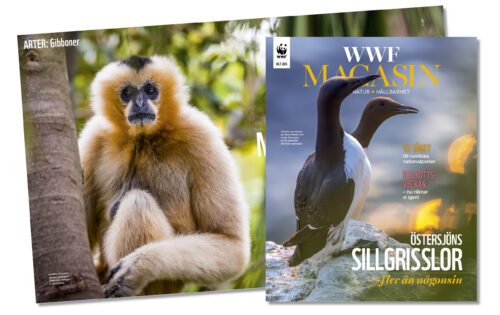 WWF magasin nr 2 2026 omslag och uppslag bakom.