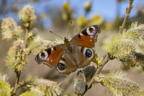 Peacock butterfly (Aglais io) on a flowering goat’s willow (Salix caprea). Fjärilen påfågelöga (aglais io) syns på en blommande sälg (salix caprea).
