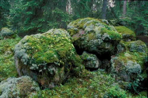 Rock formation in an old growth forest, Northern Kvill national park
