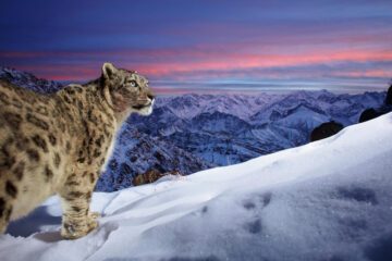 Snöleopard med berg i bakgrunden