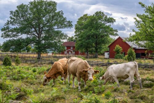 Naturbetesdjur på naturbete Foto Ola Jennersten Naturbetesmarker är bland de mest artrika miljöerna i Sverige – naturbetesdjuren gör ett viktigt jobb. Foto: Ola Jennersten