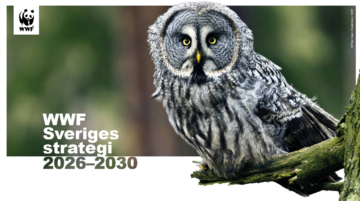 Omslagsbild till WWF Sveriges strategi 2026-2030. Omslagsbilden har "WWF Sveriges strategi 2026-230 i vit text, samt en bild på en lappuggla som tittar in i kameran.