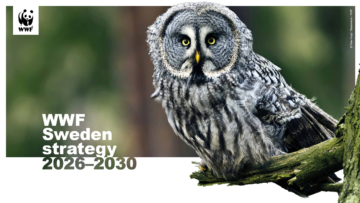 Omslagsbild till WWF Sveriges strategi: Titeltext: "WWF Sweden strategy 2026-2030". Bilden föreställer en lappuggla som sitter på en gren, med skog i bakgurnden.